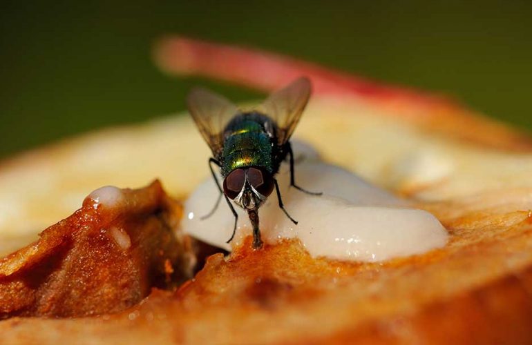 Fly Landing on Food